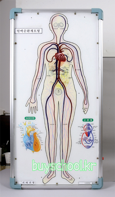 인체혈액순환계모형(LED)