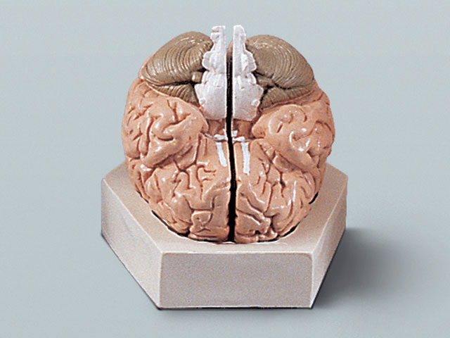뇌의구조모형(기본형) A형