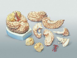 뇌의구조모형 C형