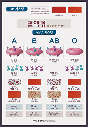 혈액형(판넬)