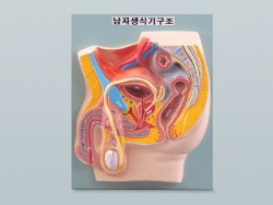 남자생식기구조 B형