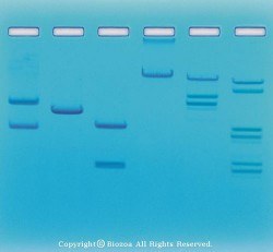 제한효소 실험세트