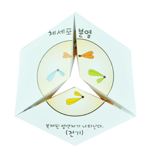 동물의 탈바꿈과 세포분열 퍼즐 1명 set