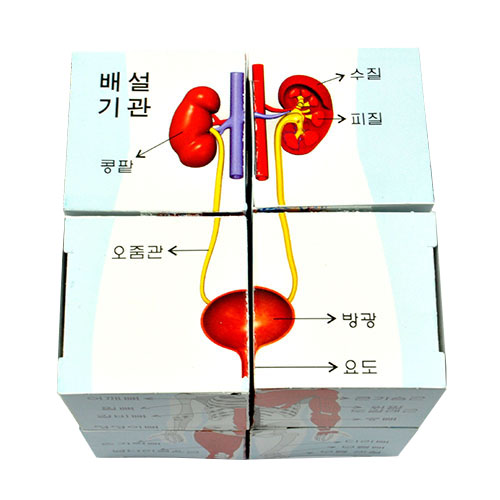 인체 큐브퍼즐 5명 set