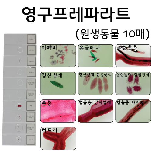 영구프레파라트 - 원생동물 10매