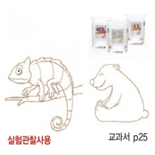 열변색그림붙임딱지(카멜레온+반달곰)